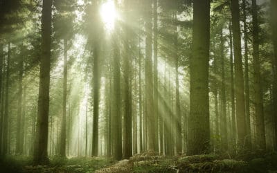 Preserving forests is critical to slowing global warming