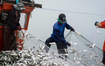 Science-to-policy insights for fisheries management